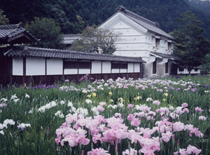 「加茂荘（掛川市）花菖蒲の美しい庄屋屋敷」